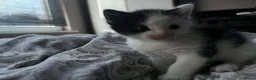 Mixed Breed cats for sale: Adorable Fluffballs looking for loving new homes - Advert 4