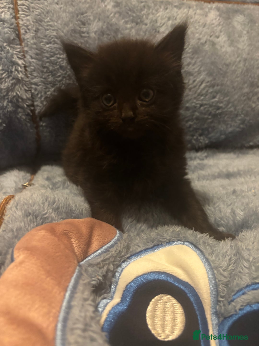 Mixed Breed cats for sale: 7 beautiful British short hair cross  - Advert 9