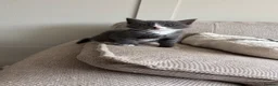 Mixed Breed cats for sale: 1 male grey kitten  - Advert 5