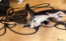 British Shorthair cats for sale: 2 BLACK FEMALE SHORTHAIR KITTENS. READY TO GO! - Image 7
