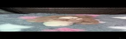 Ragdoll cats for sale: Tica Registered Mink Ragdolls - Advert 8