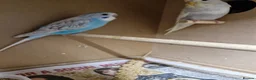 Budgerigars birds for sale: Baby budgies - Advert 3