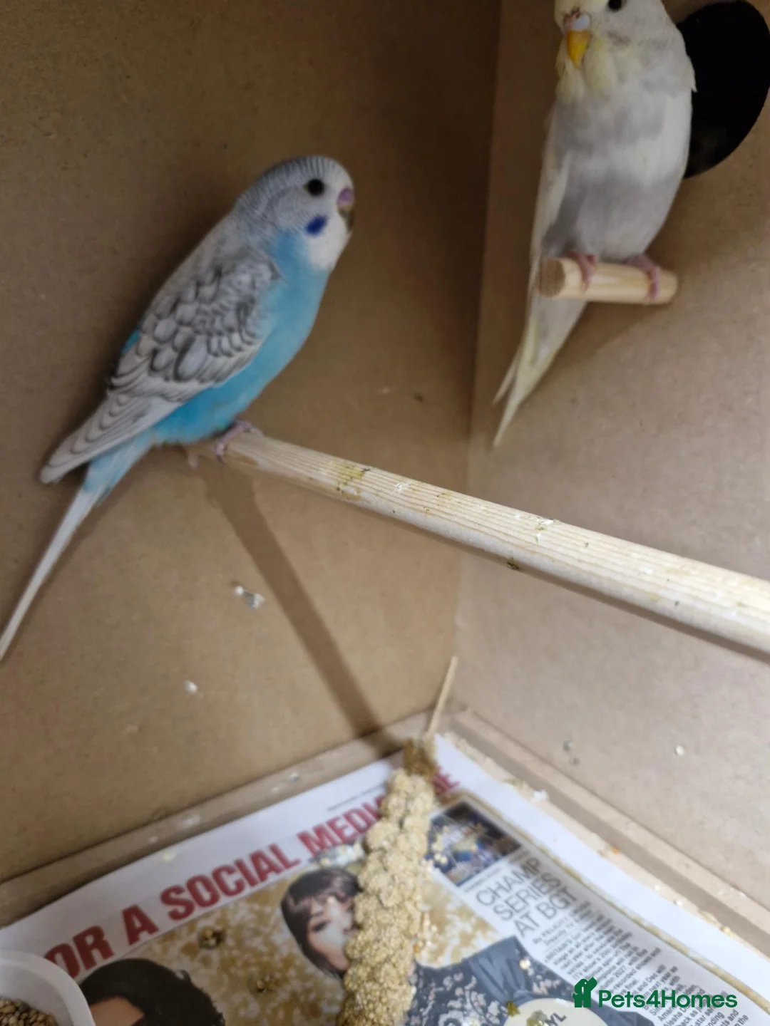 Budgerigars birds for sale: Baby budgies - Advert 3