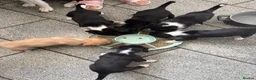 Mixed Breed dogs for sale: Springador puppies for sale.  - Advert 25