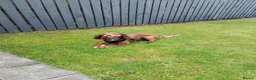 Cocker Spaniel dogs for sale: Lovely three year old cocker spaniel  - Advert 5
