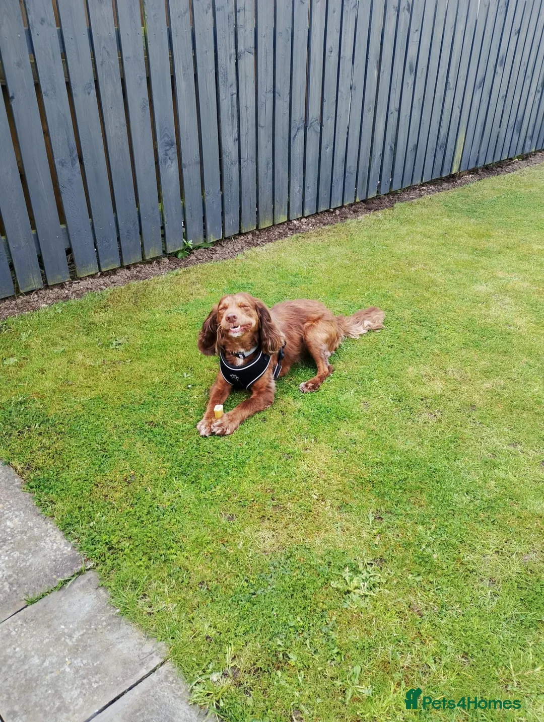 Cocker Spaniel dogs for sale: Lovely three year old cocker spaniel  - Advert 5