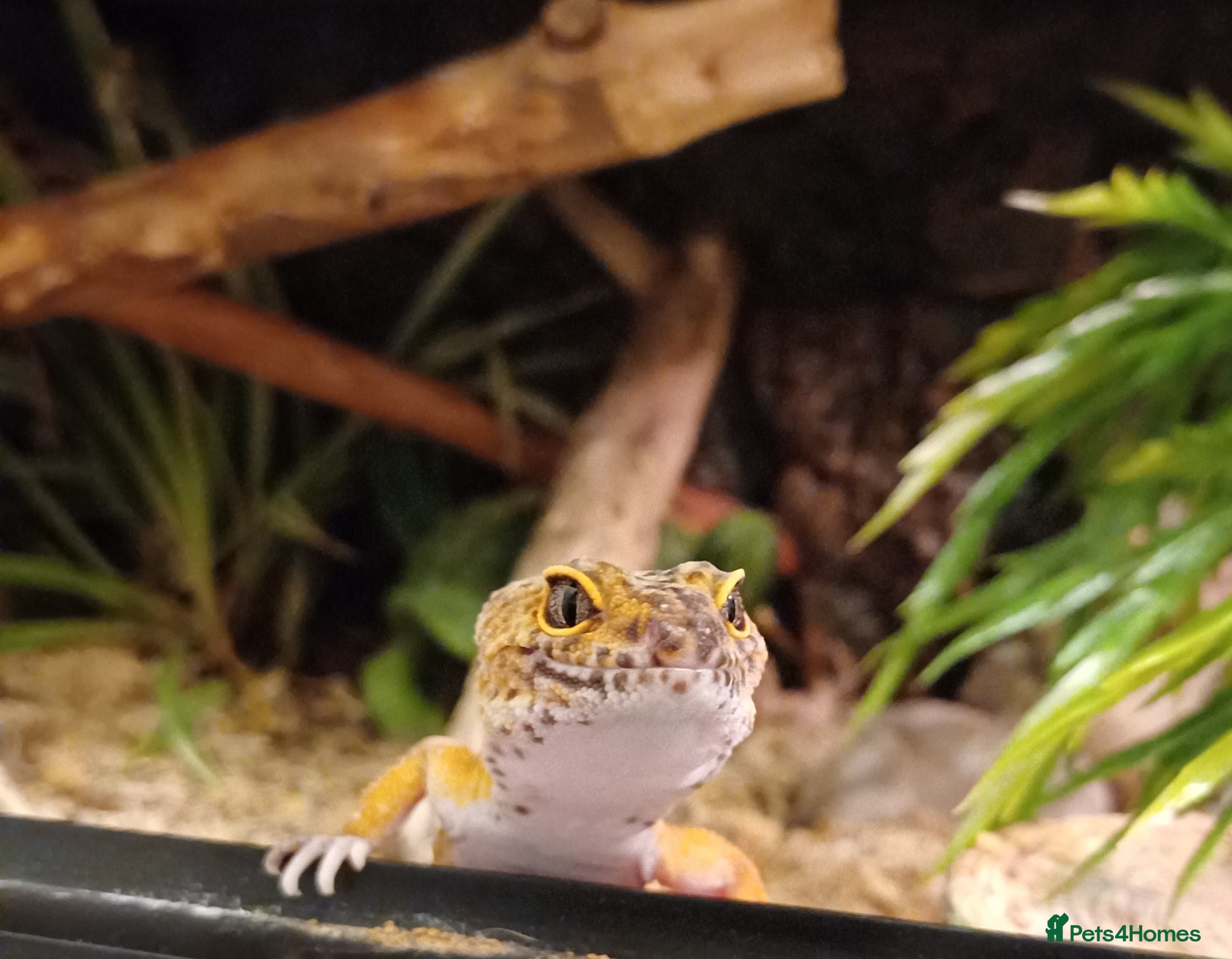 Leopard Gecko reptiles Female leopard gecko ready to go to new home - Advert 2