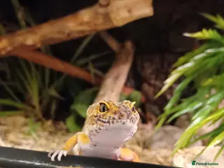 Leopard Gecko reptiles Female leopard gecko ready to go to new home - Advert 3