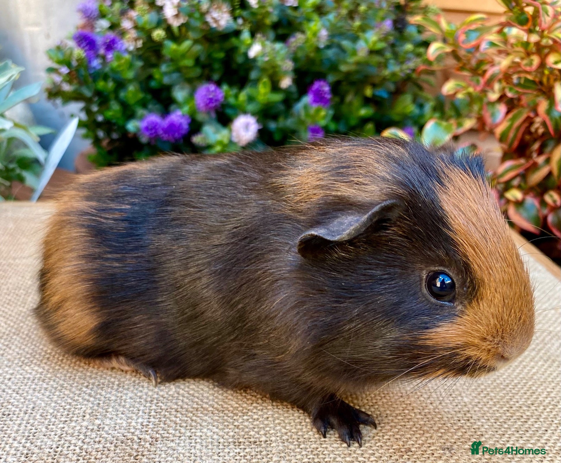 Guinea Pig rodents Baby male Guinea-pis - Advert 2