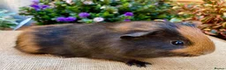 Guinea Pig rodents for sale: Baby male Guinea-pis in Crawley - Advert 2