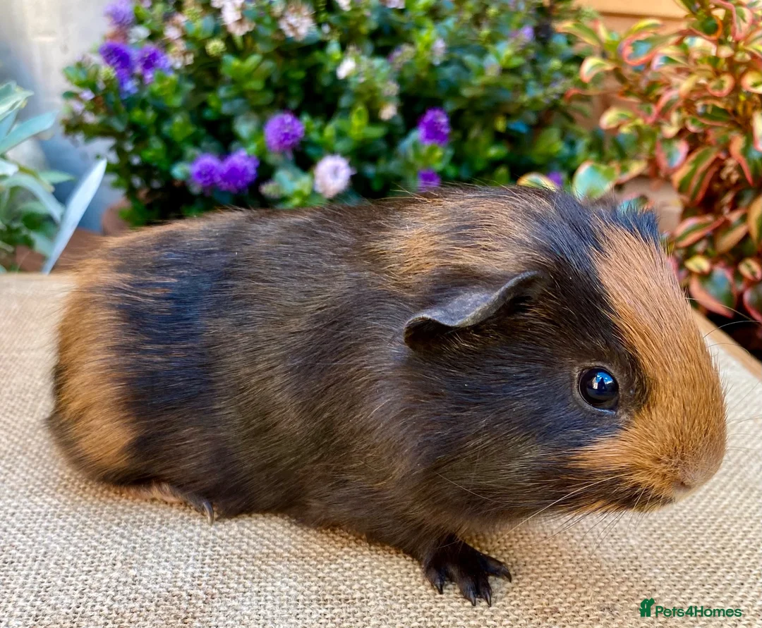 Guinea Pig rodents for sale: Baby male Guinea-pis in Crawley - Advert 2