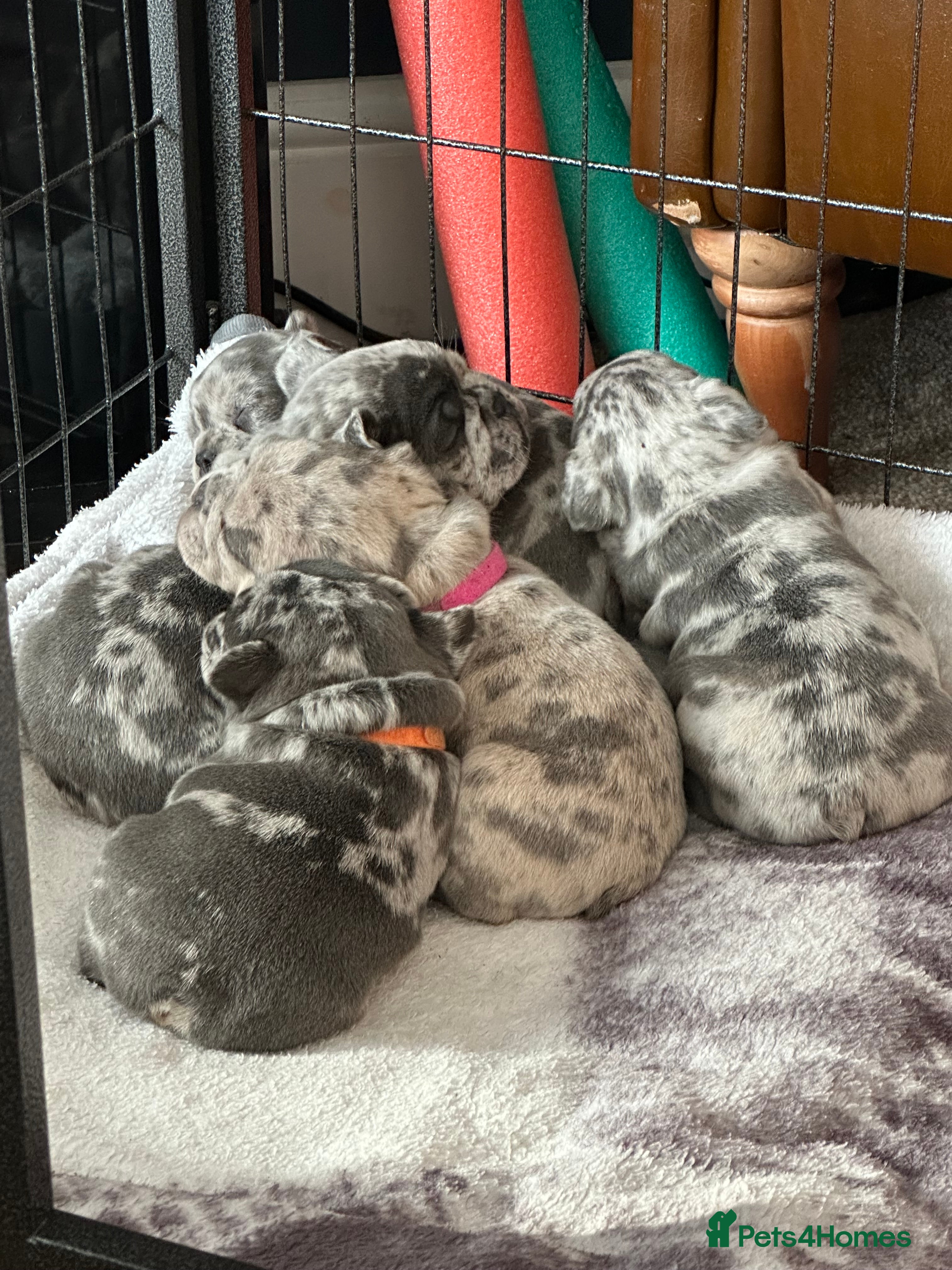 French Bulldog dogs Blue merle French bulldog puppy  - Advert 4