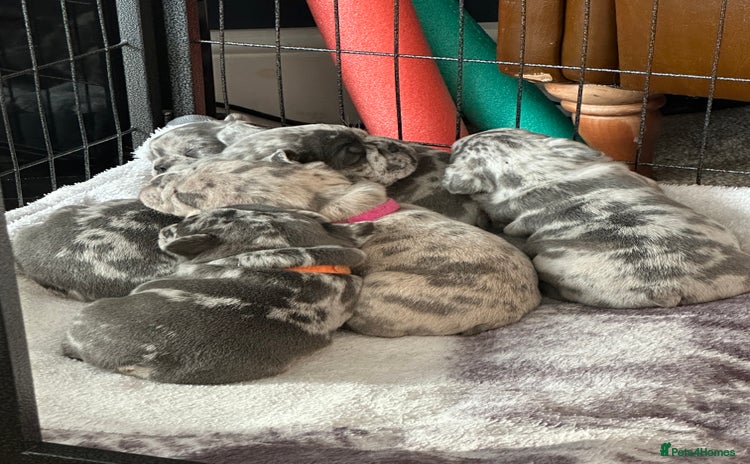 French Bulldog dogs Blue merle French bulldog puppy  - Advert 1