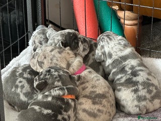 French Bulldog dogs Blue merle French bulldog puppy - Advert 5