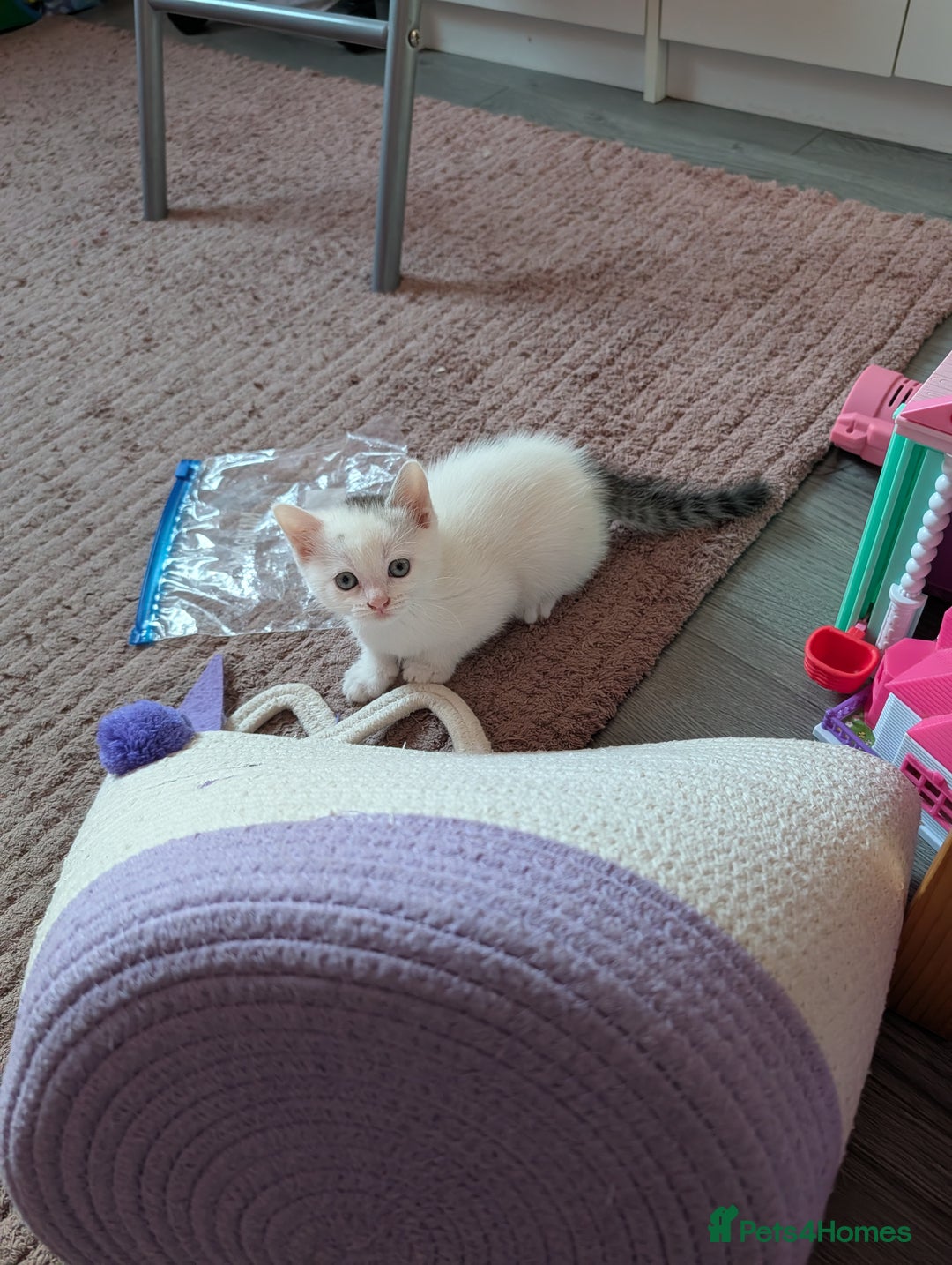 Mixed Breed cats for sale: Persian mix cross  - Image 1
