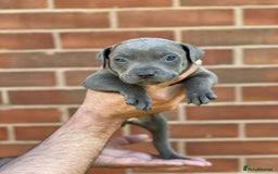 Staffordshire Bull Terrier dogs for sale: Stunning Staffordshire Bullterrier Puppies  - Image 7
