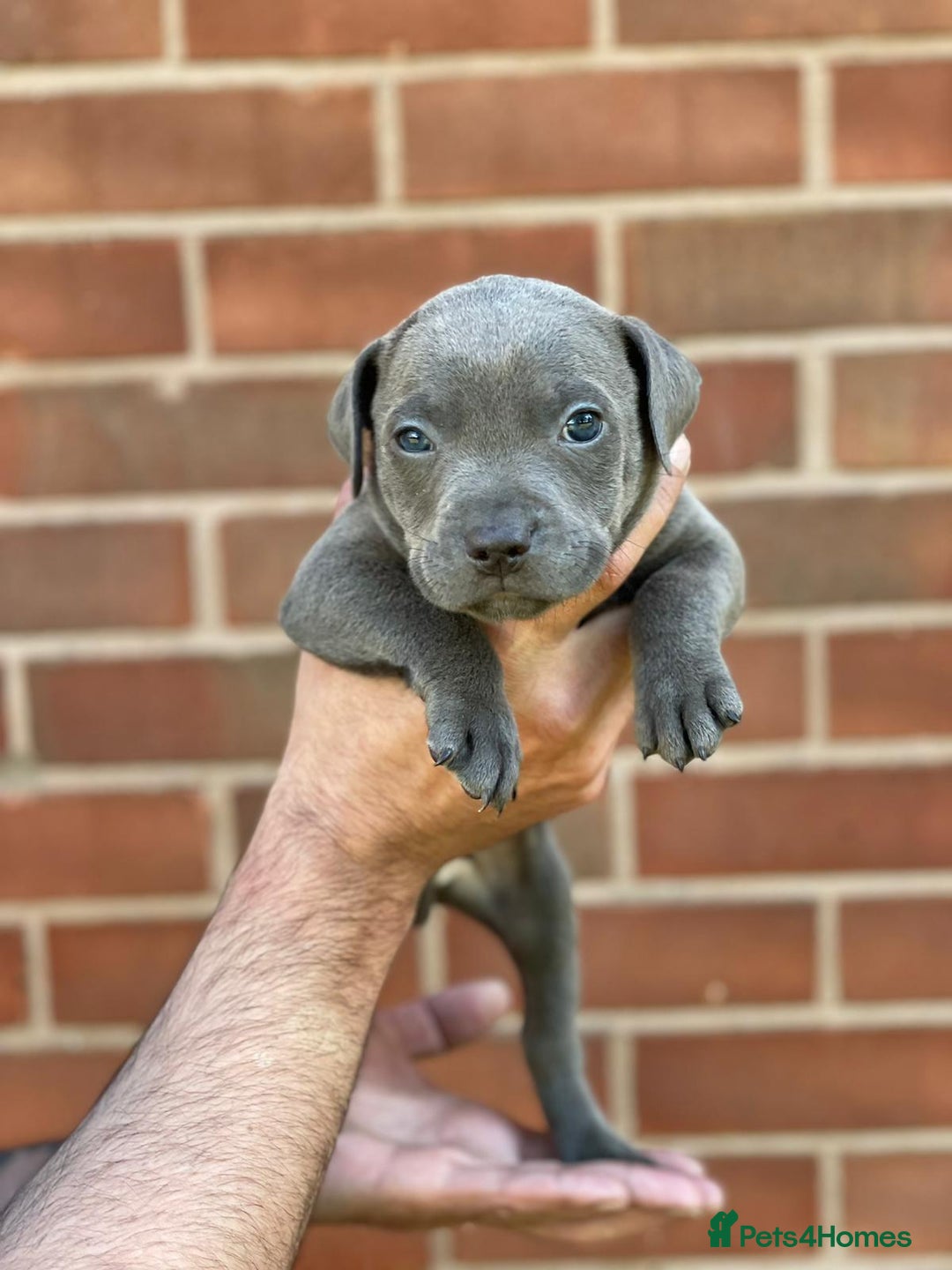 Staffordshire Bull Terrier dogs for sale: Stunning Staffordshire Bullterrier Puppies  - Image 7