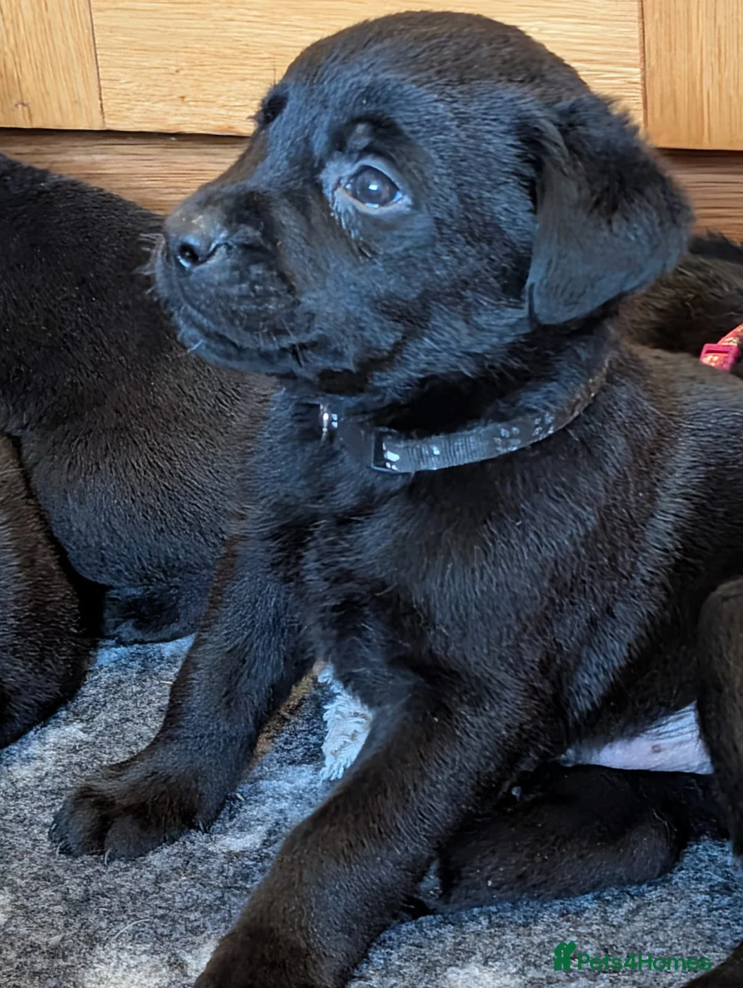 Mixed Breed dogs for sale: Labrador x Rottweiler (Rottador) - Advert 23