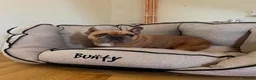 French Bulldog dogs for adoption: 👑 ROCKY 👑 Tiny King Seeks Child-Free Kingdom in Stafford - Advert 3