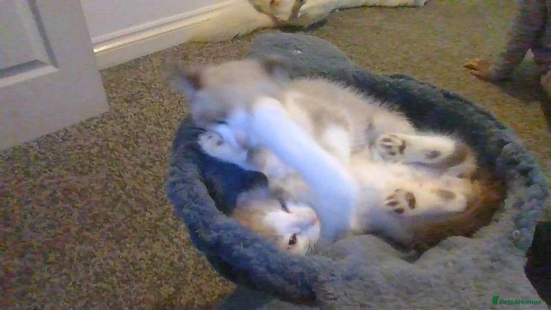 British Longhair cats for sale: 4 Beautiful Kitties Ready - Image 2