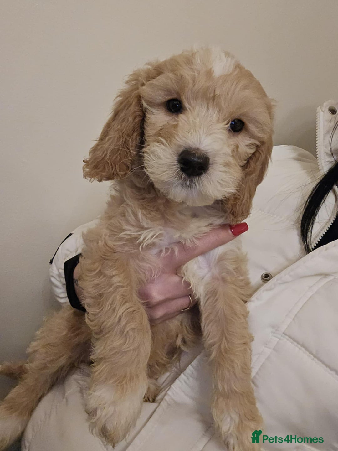 Goldendoodle dogs for sale: Goldendoodle - Advert 6