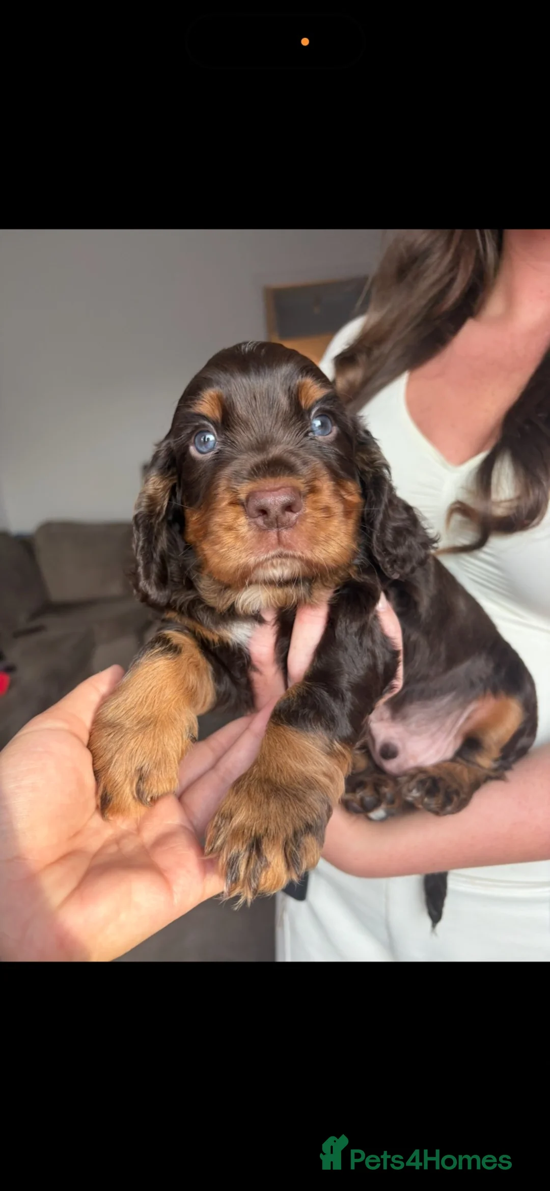 Cocker Spaniel dogs for sale: Working male cocker spaniel in Leigh - Advert 5