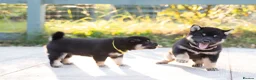Japanese Shiba Inu dogs for sale: Outstanding original Japanese Shiba Inu puppies  - Advert 21
