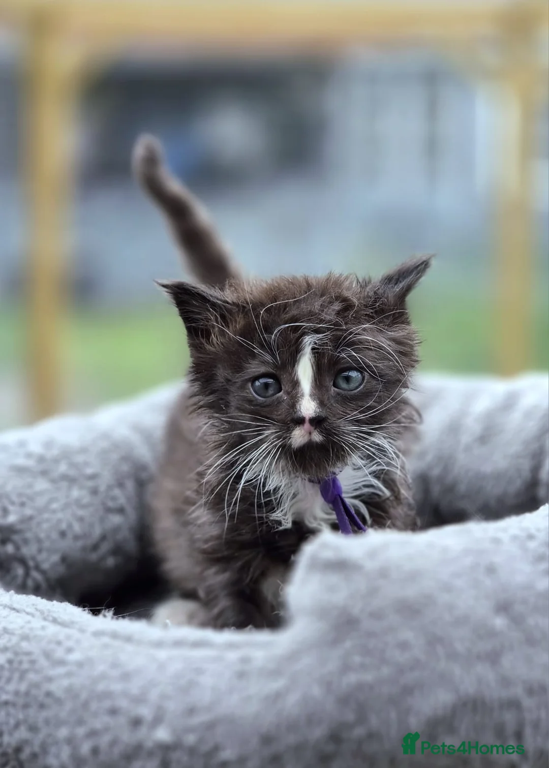 Maine Coon cats for sale: Stunning Maine Coon X Kittens - Advert 2
