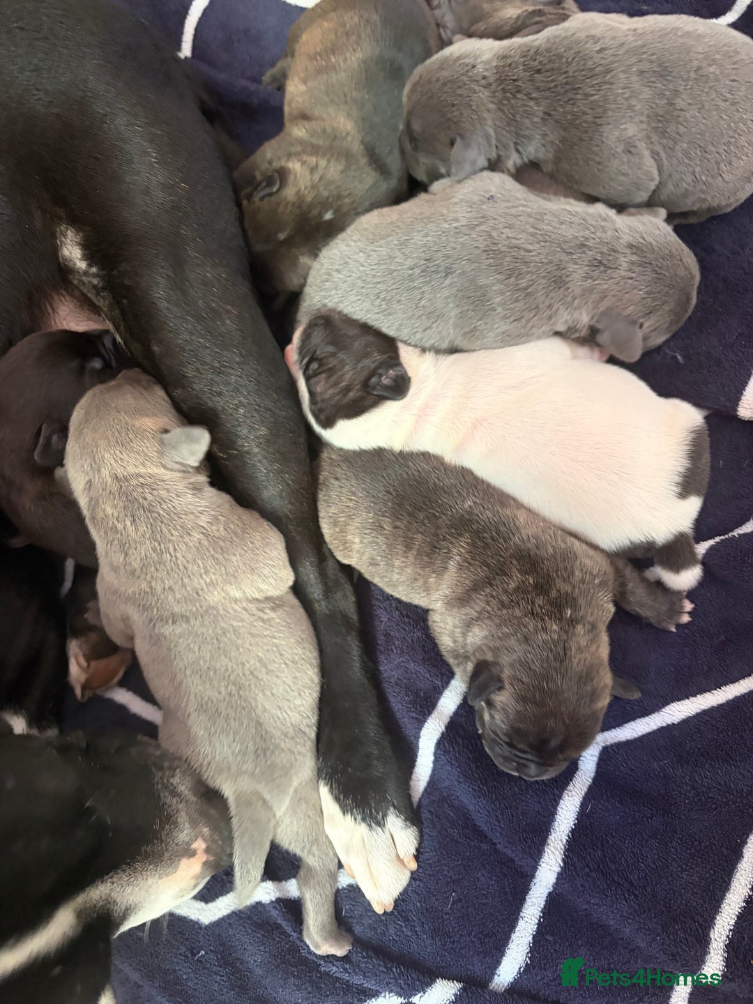 Mixed Breed dogs for sale: Staffy mixed French bulldog puppies  - Advert 5