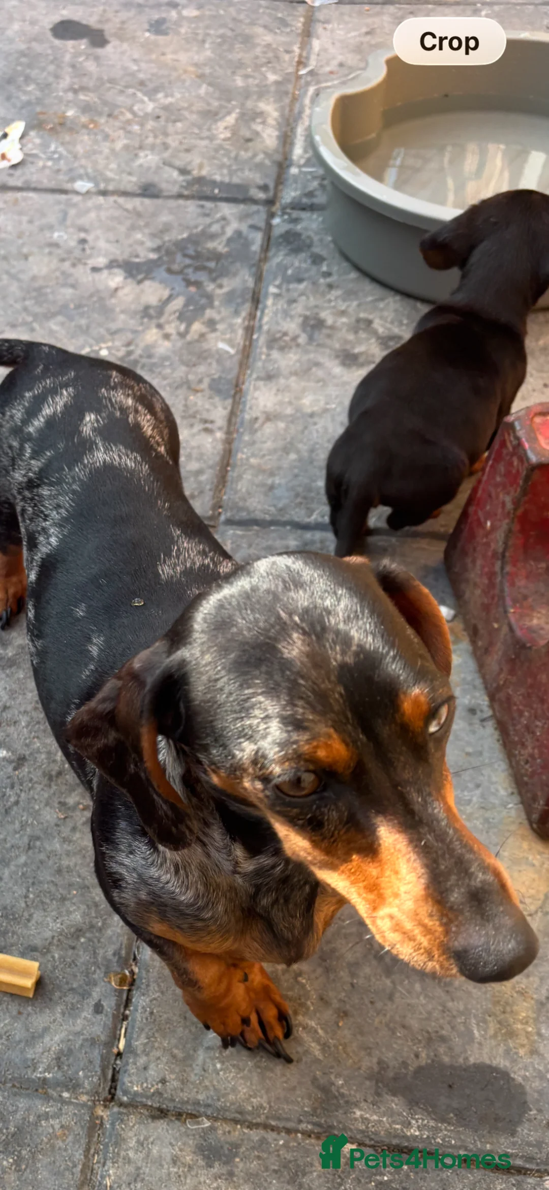 Dachshund dogs for sale: DACHSHUND puppies - Advert 1