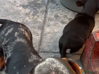 Dachshund dogs DACHSHUND puppies - Advert 3
