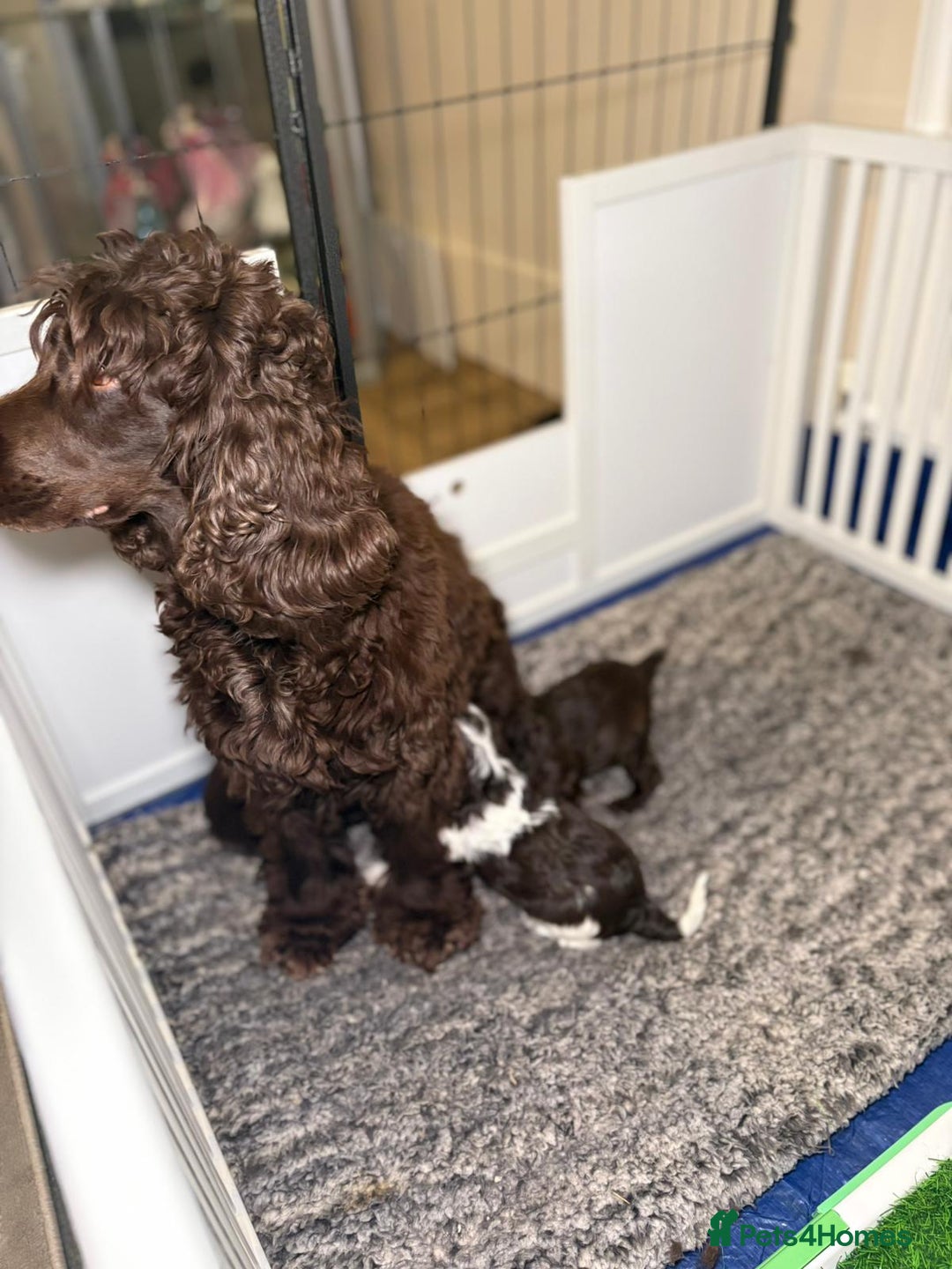 Cockapoo dogs for sale: Ready to leave Minature F1 PRA clear cockapoo pups - Image 3