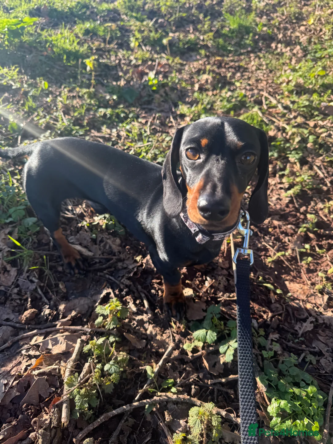 Miniature Dachshund dogs for stud: Kc Black and Tan miniature dachshund  - Advert 1