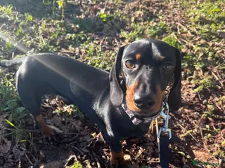 Miniature Dachshund dogs Kc Black and Tan miniature dachshund - Advert 2