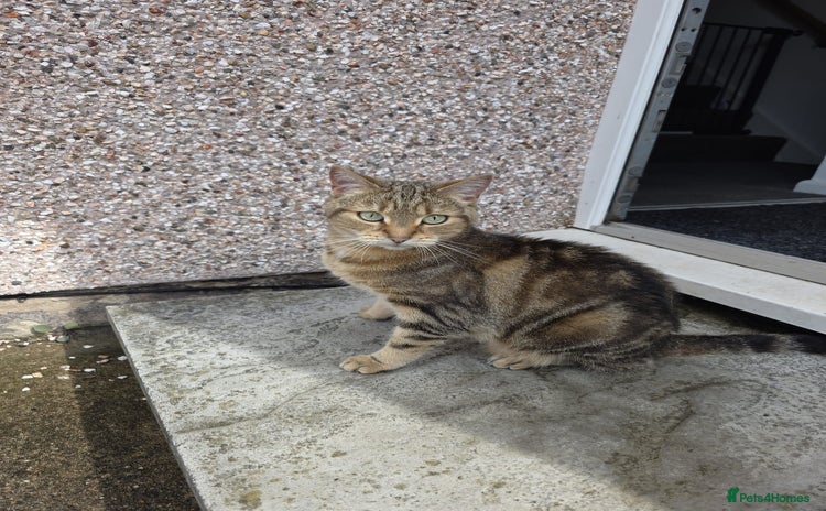 Mixed Breed cats - Advert 1