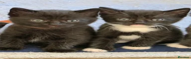 American Shorthair Kitten 2