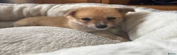 Mixed Breed dogs for sale: Pomeranian cross Jack Russell puppy in Swadlincote - Advert 2