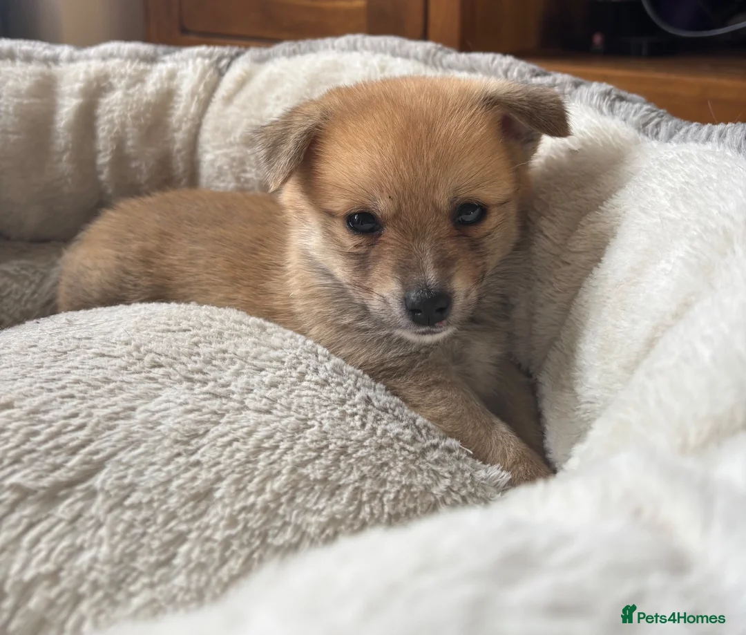 Mixed Breed dogs for sale: Pomeranian cross Jack Russell puppy in Swadlincote - Advert 2