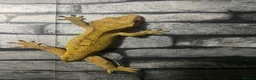 Gecko reptiles for sale: Male and female crested geckos for new home  in Blaydon-on-Tyne - Advert 2