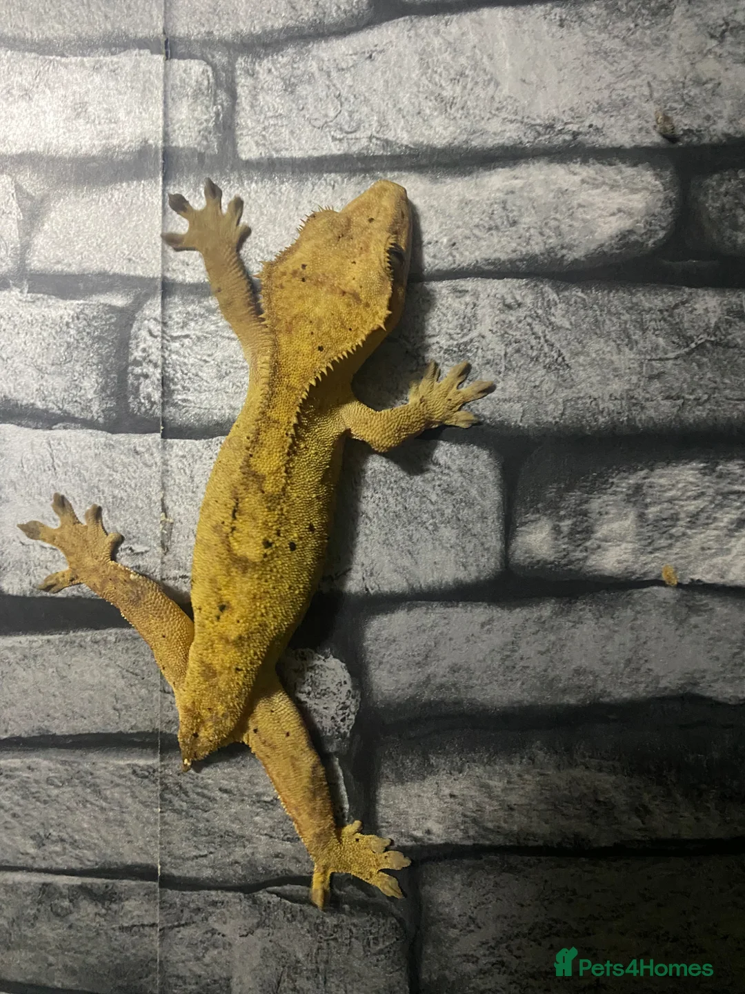 Gecko reptiles for sale: Male and female crested geckos for new home  in Blaydon-on-Tyne - Advert 2