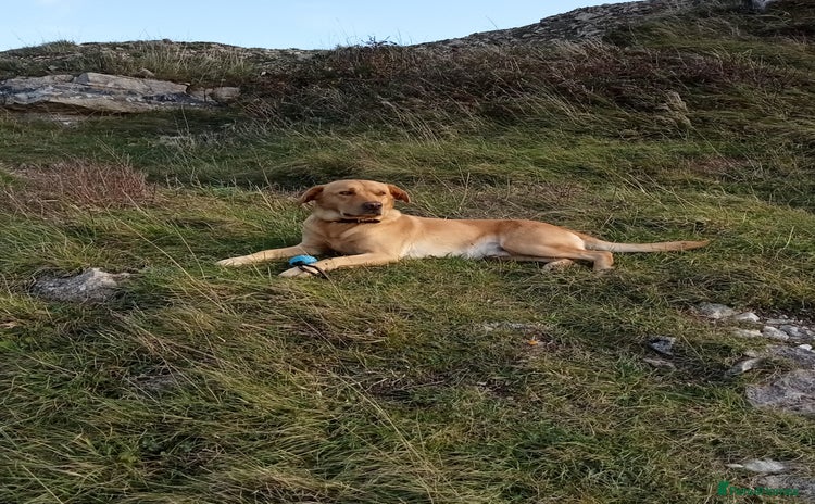 Labrador Retriever dogs - Advert 2