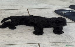 Cockapoo dogs for sale: F1 Cockapoo  - Image 1
