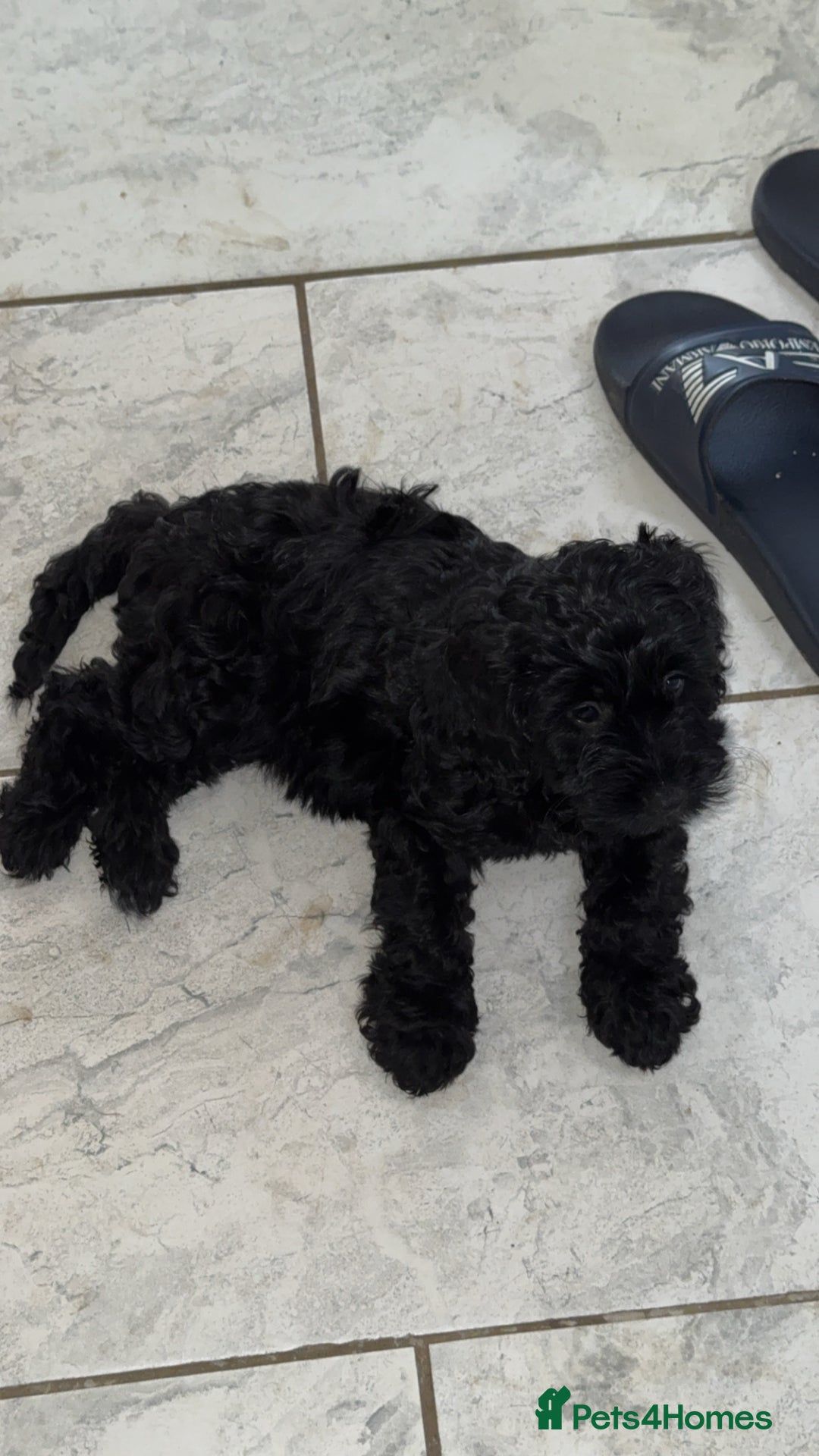 Cockapoo dogs for sale: F1 Cockapoo  - Image 1