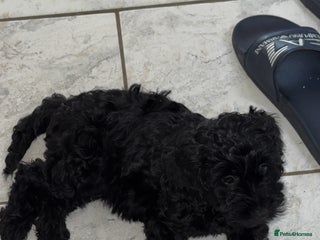 Cockapoo dogs - Advert 14