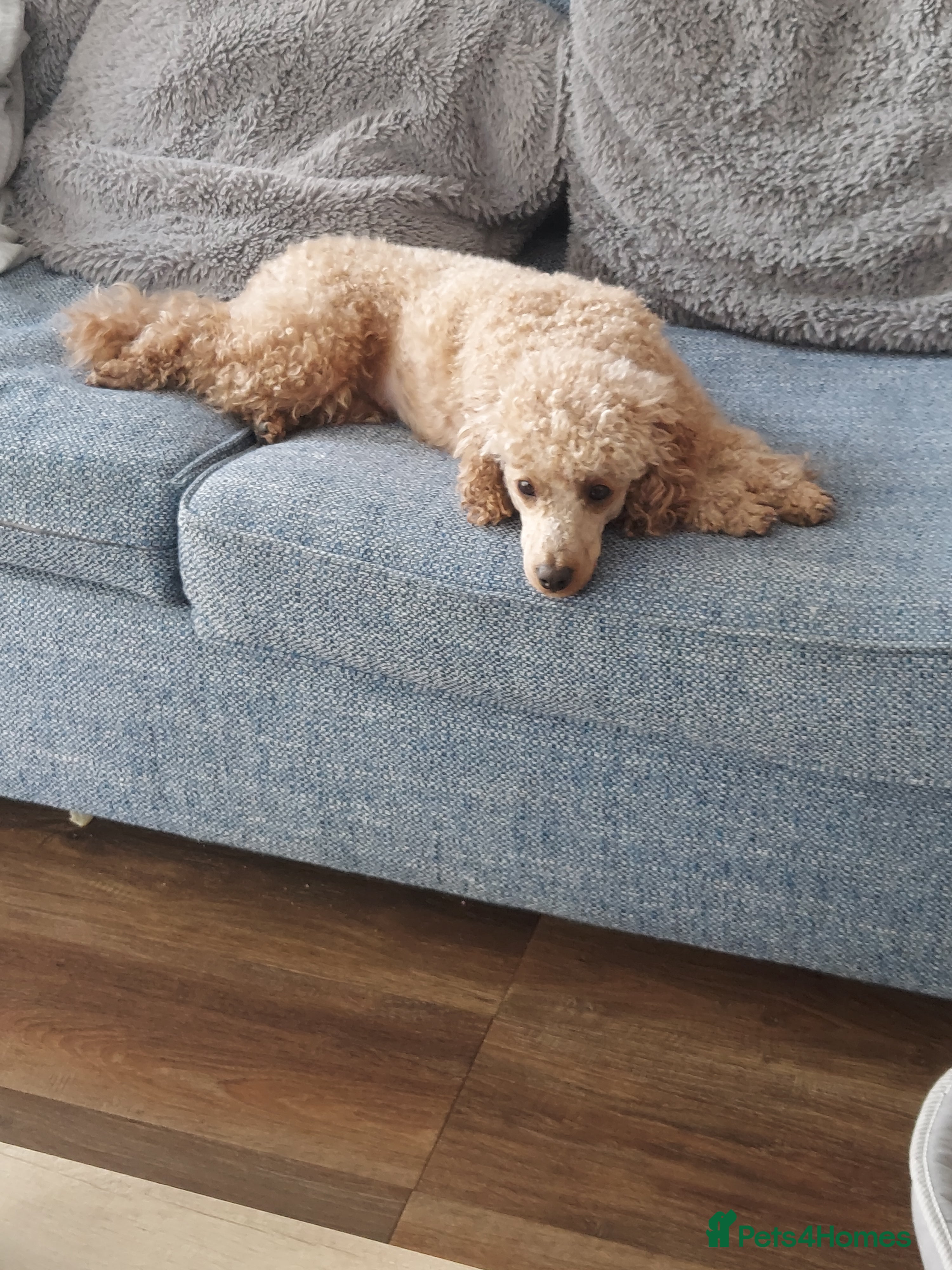 Toy Poodle dogs Red toy poodle girl LuLu - Advert 10