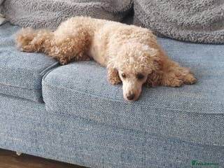 Toy Poodle dogs Red toy poodle girl LuLu - Advert 10