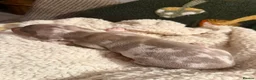 Miniature Dachshund dogs for sale: Beautiful miniature dachshund puppies  in Durham - Advert 7