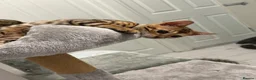 Bengal cats for sale: Bengal kittens  - Advert 15