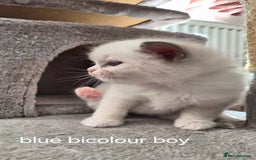 Ragdoll cats for sale: 5 GCCF Pedigree Ragdoll kittens for sale - Image 16