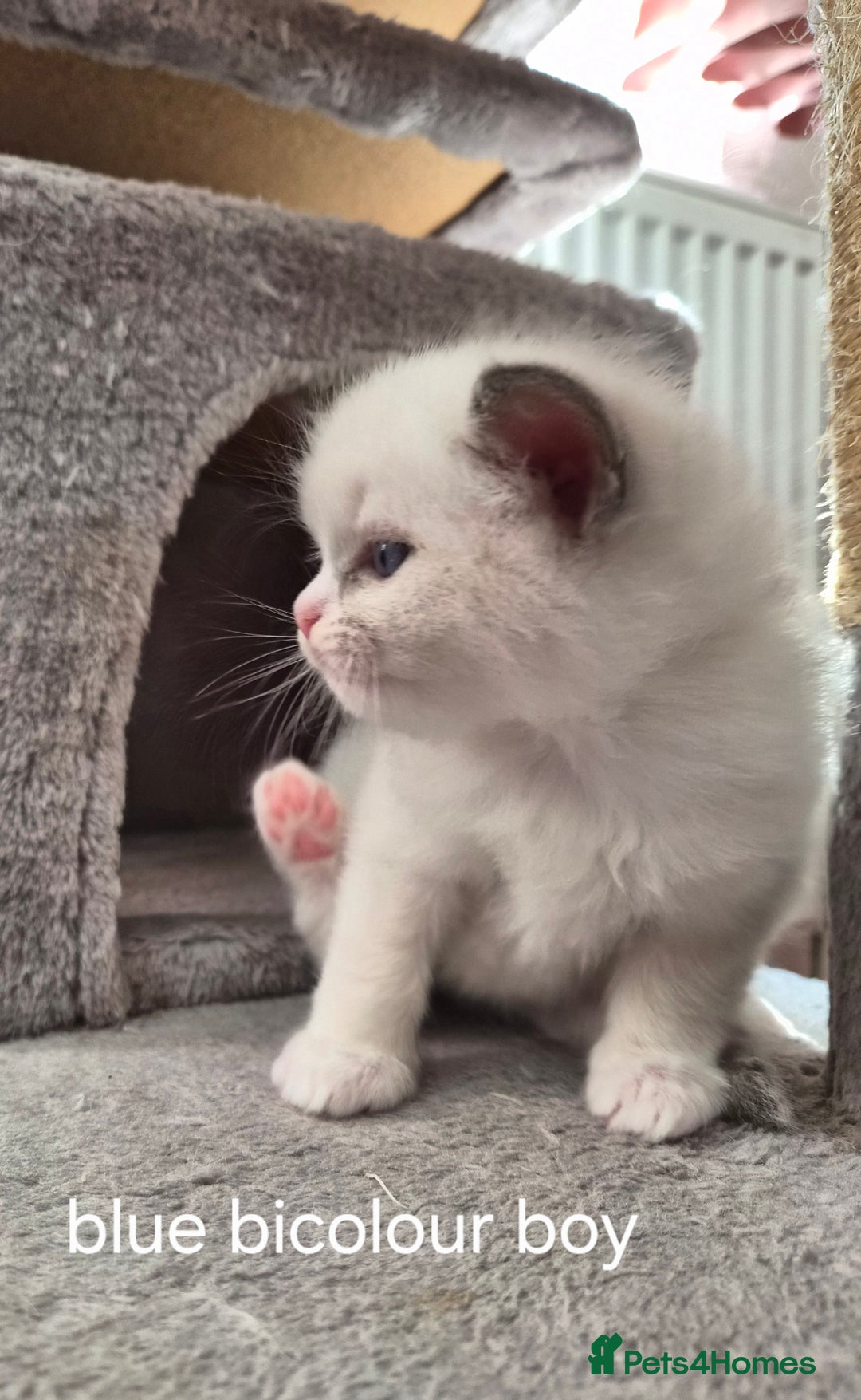 Ragdoll cats for sale: 5 GCCF Pedigree Ragdoll kittens for sale - Image 16